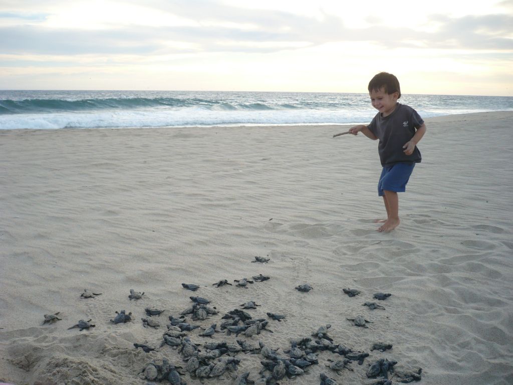 Playa Escobilla, Schildkroetenbabies Playa Escobilla, Schildkroetenbabies