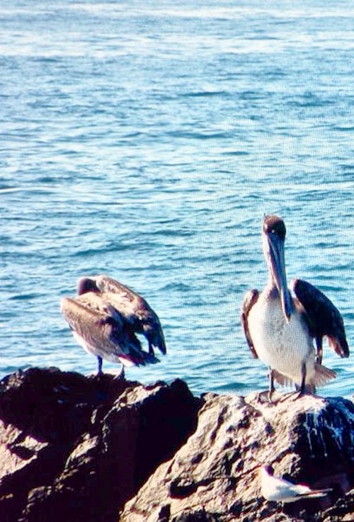 Pelican